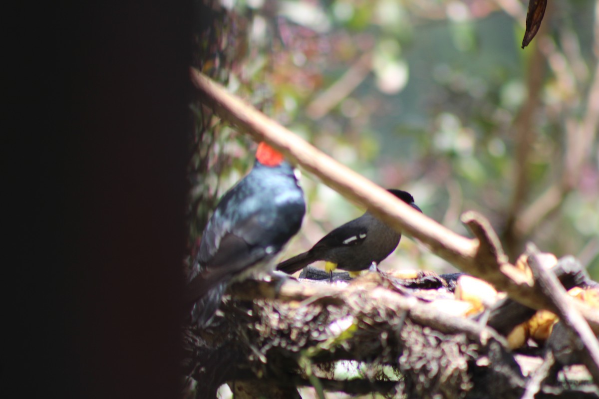 Yellow-thighed Brushfinch - ML629686387