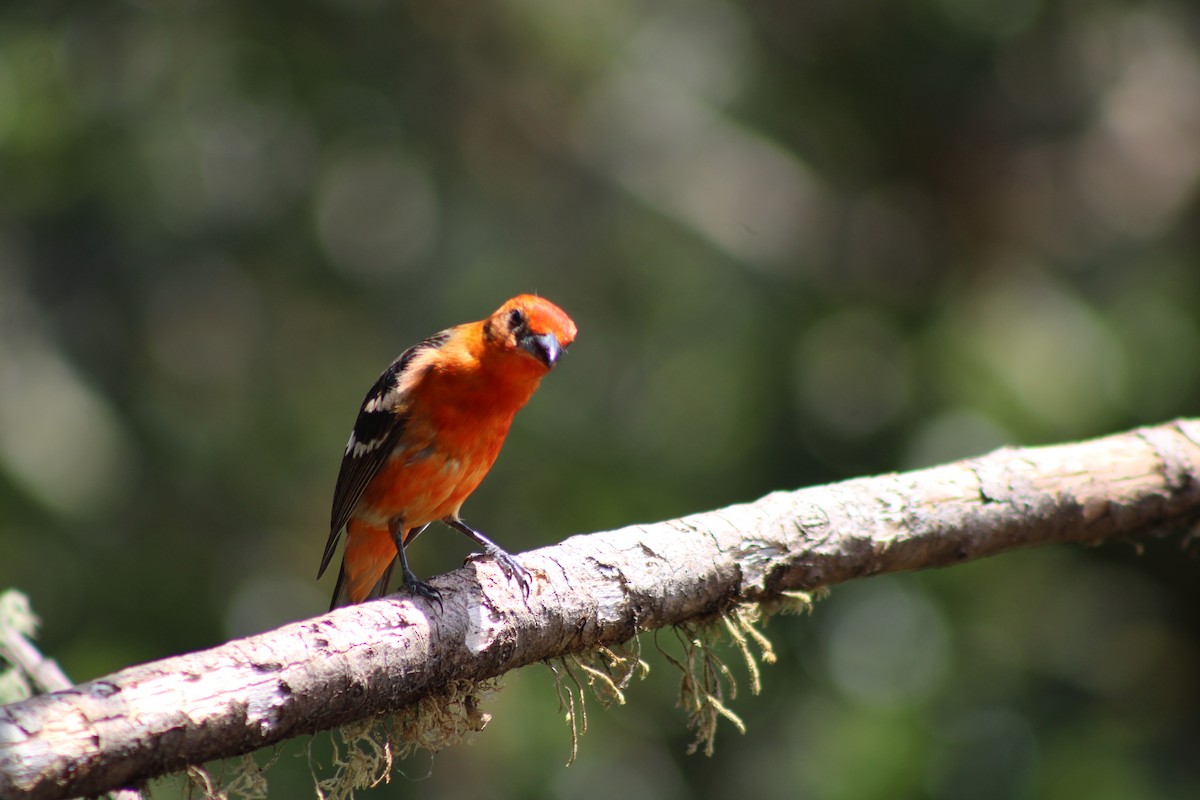 Flame-colored Tanager - ML629686394