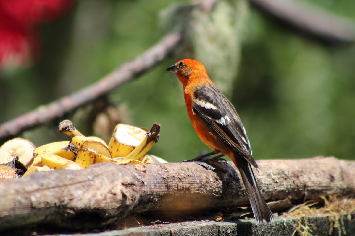 Flame-colored Tanager - ML629686395
