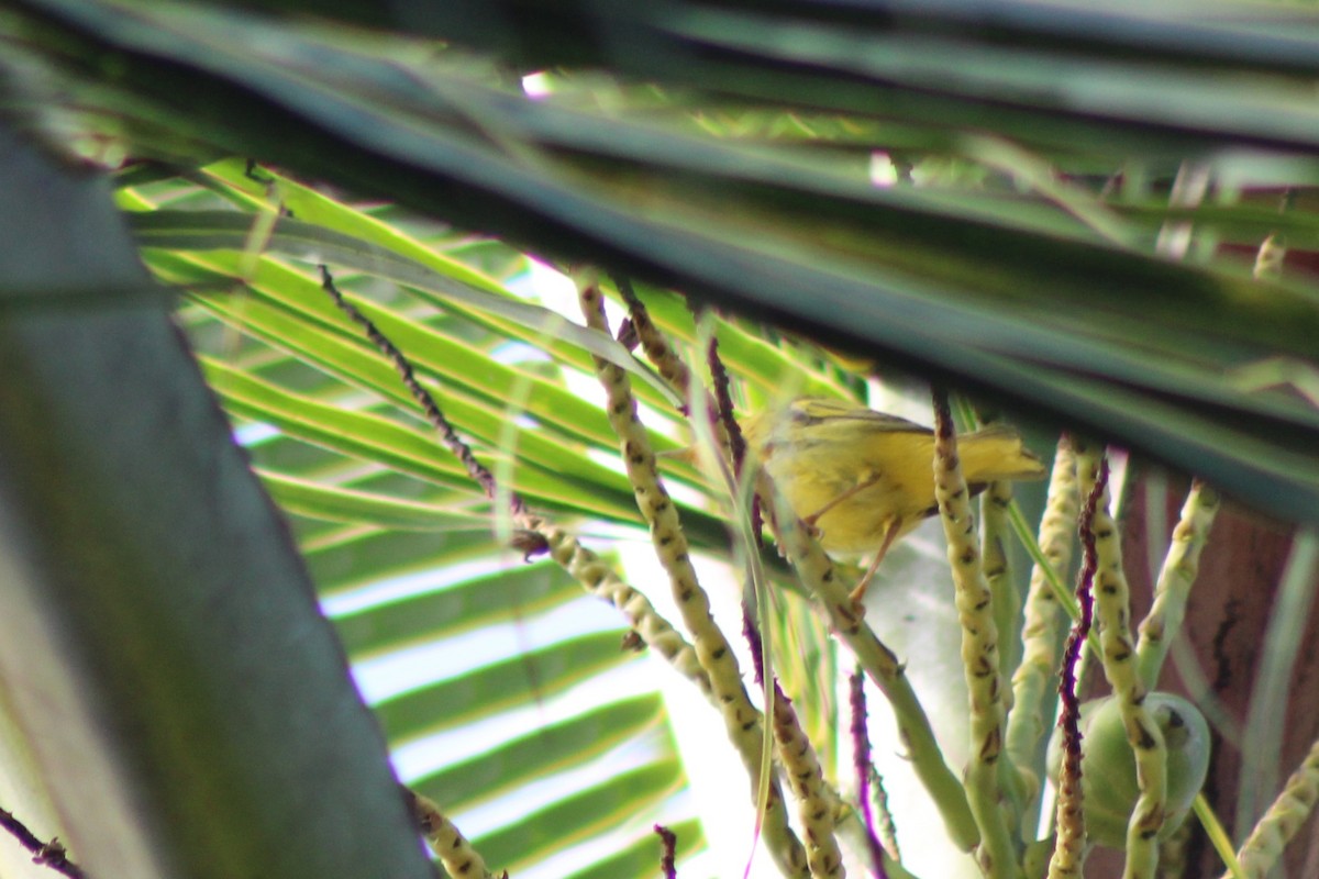 Northern/Mangrove Yellow Warbler - ML629686458
