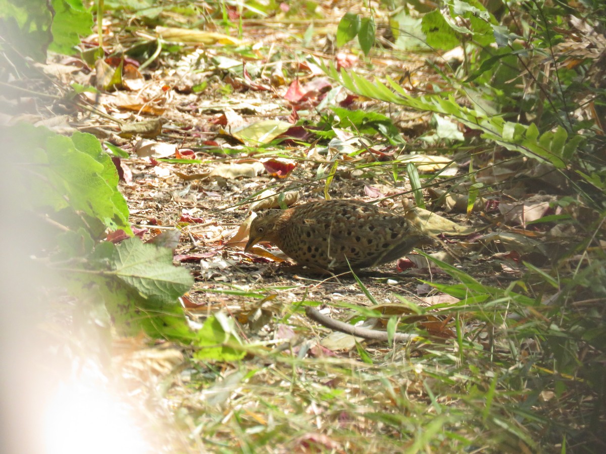 Yellow-legged Buttonquail - ML629686606