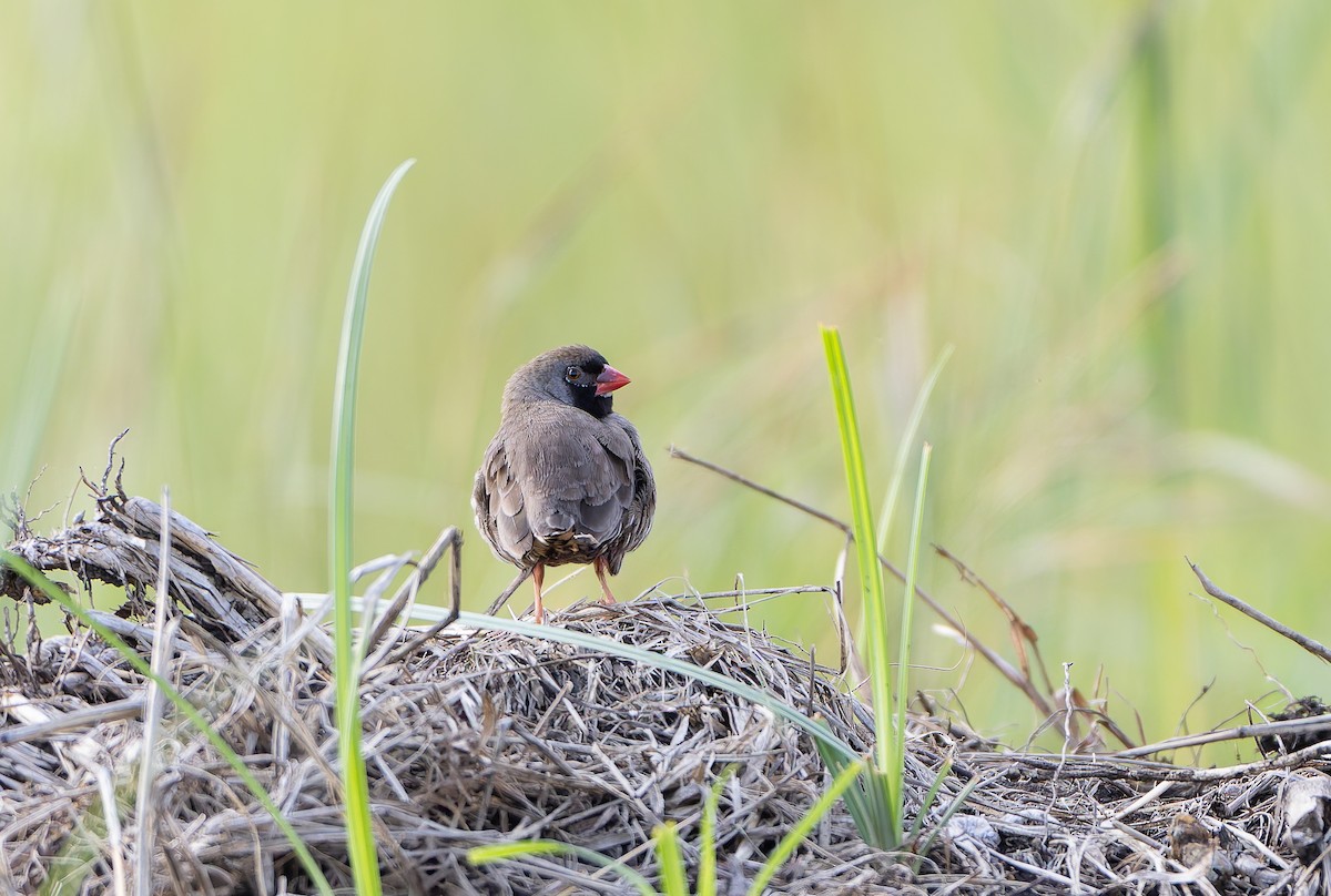 Quailfinch (Black-faced) - ML629687005
