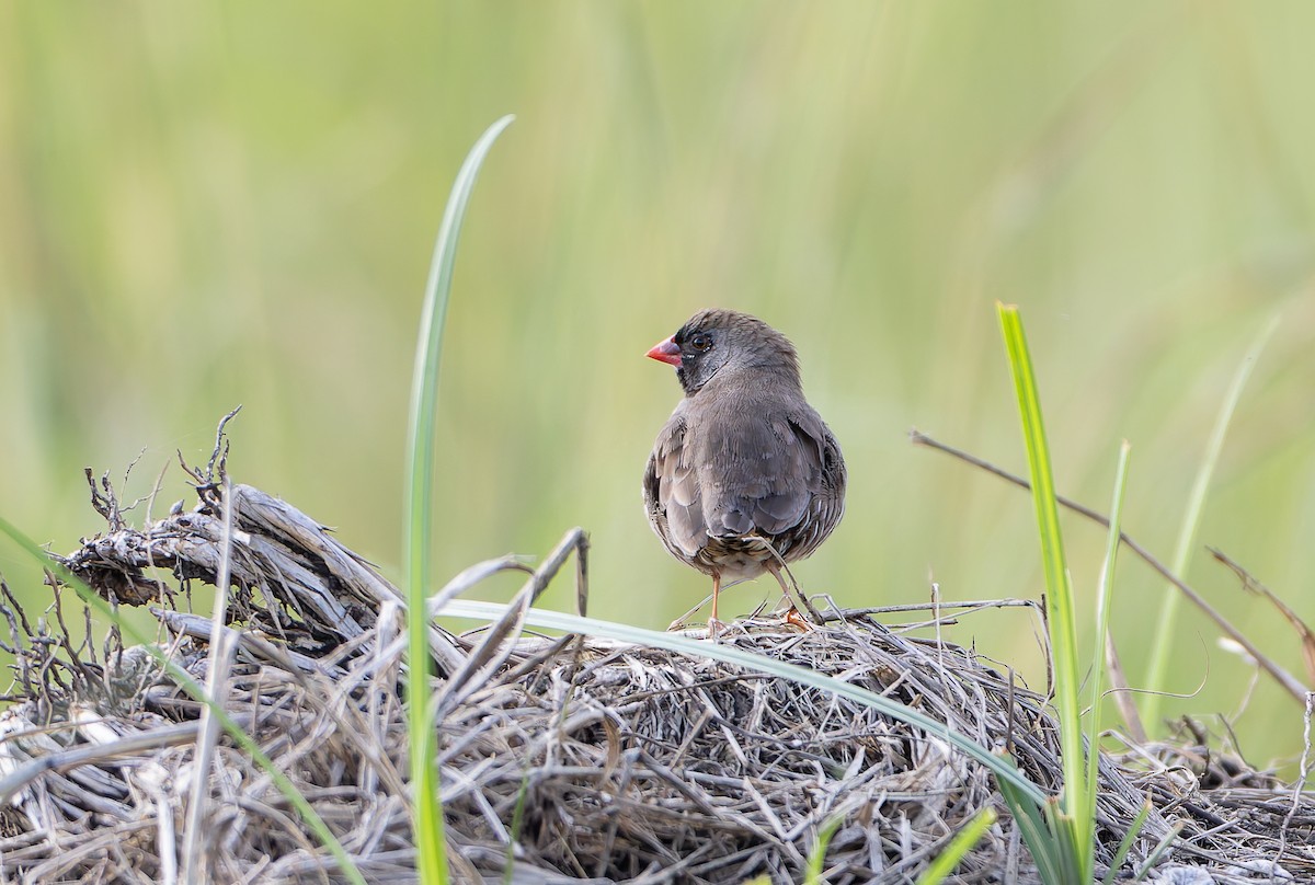 Quailfinch (Black-faced) - ML629687006