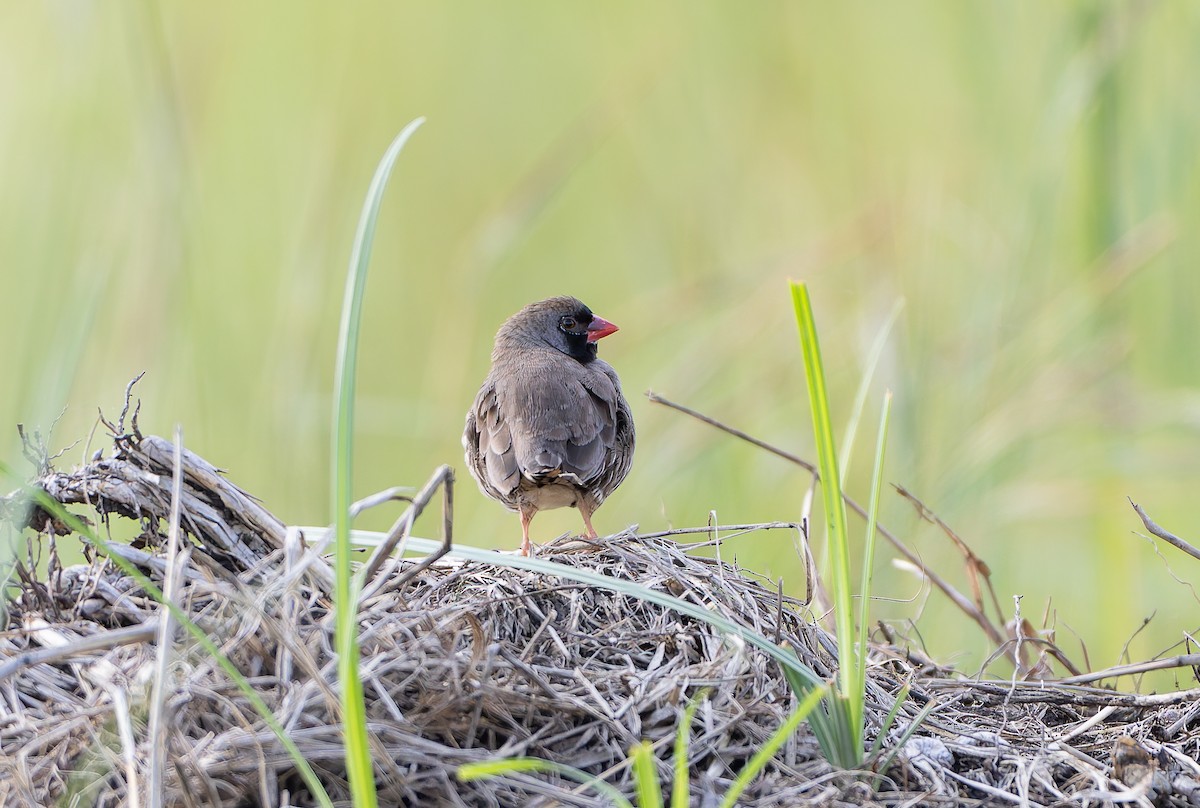 Quailfinch (Black-faced) - ML629687007