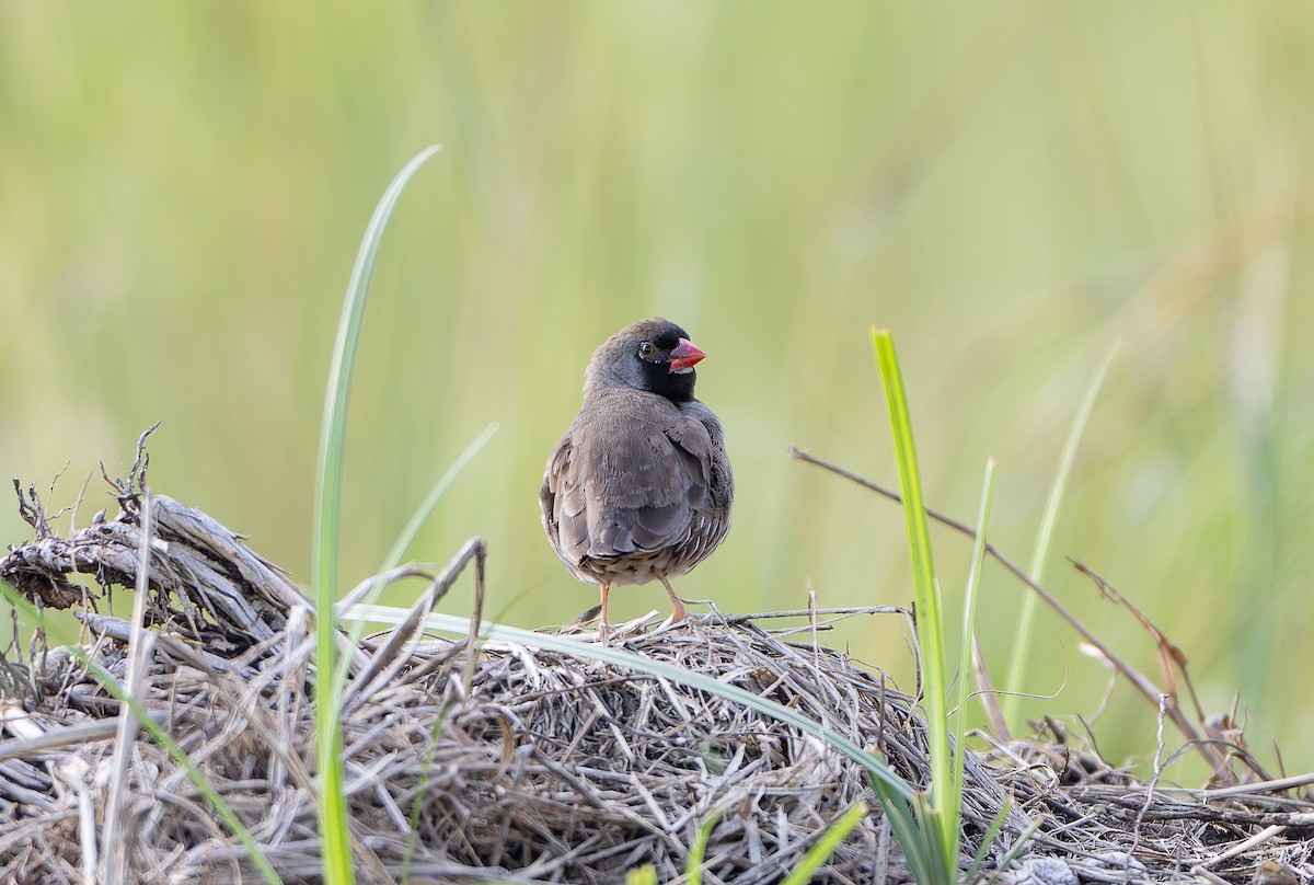 Quailfinch (Black-faced) - ML629687009