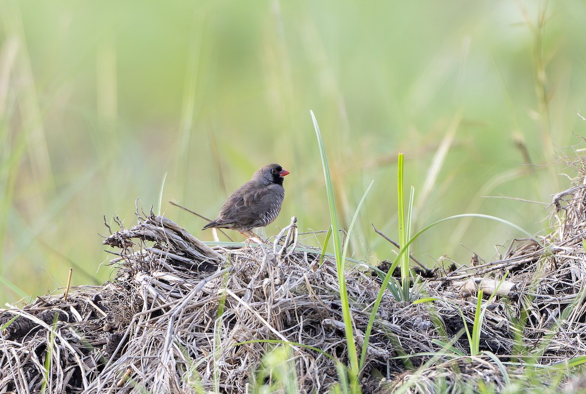Quailfinch (Black-faced) - ML629687011