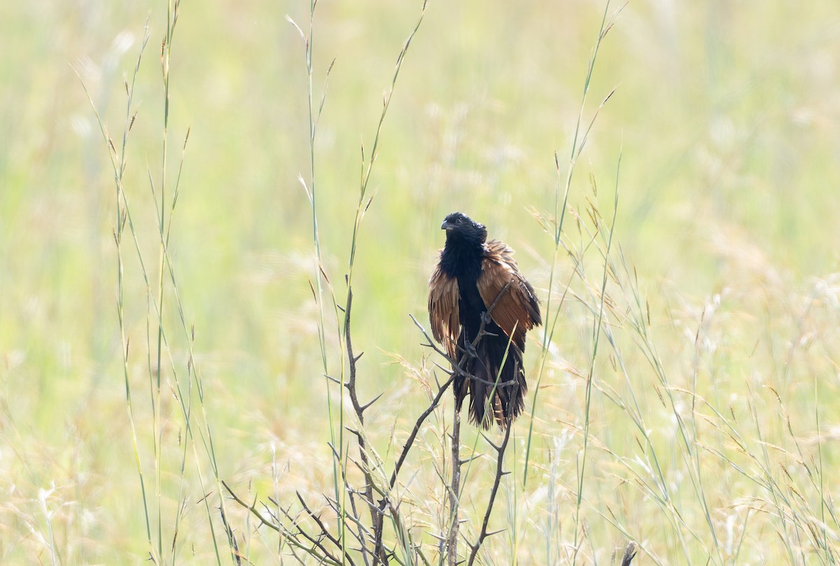 Black Coucal - ML629687117