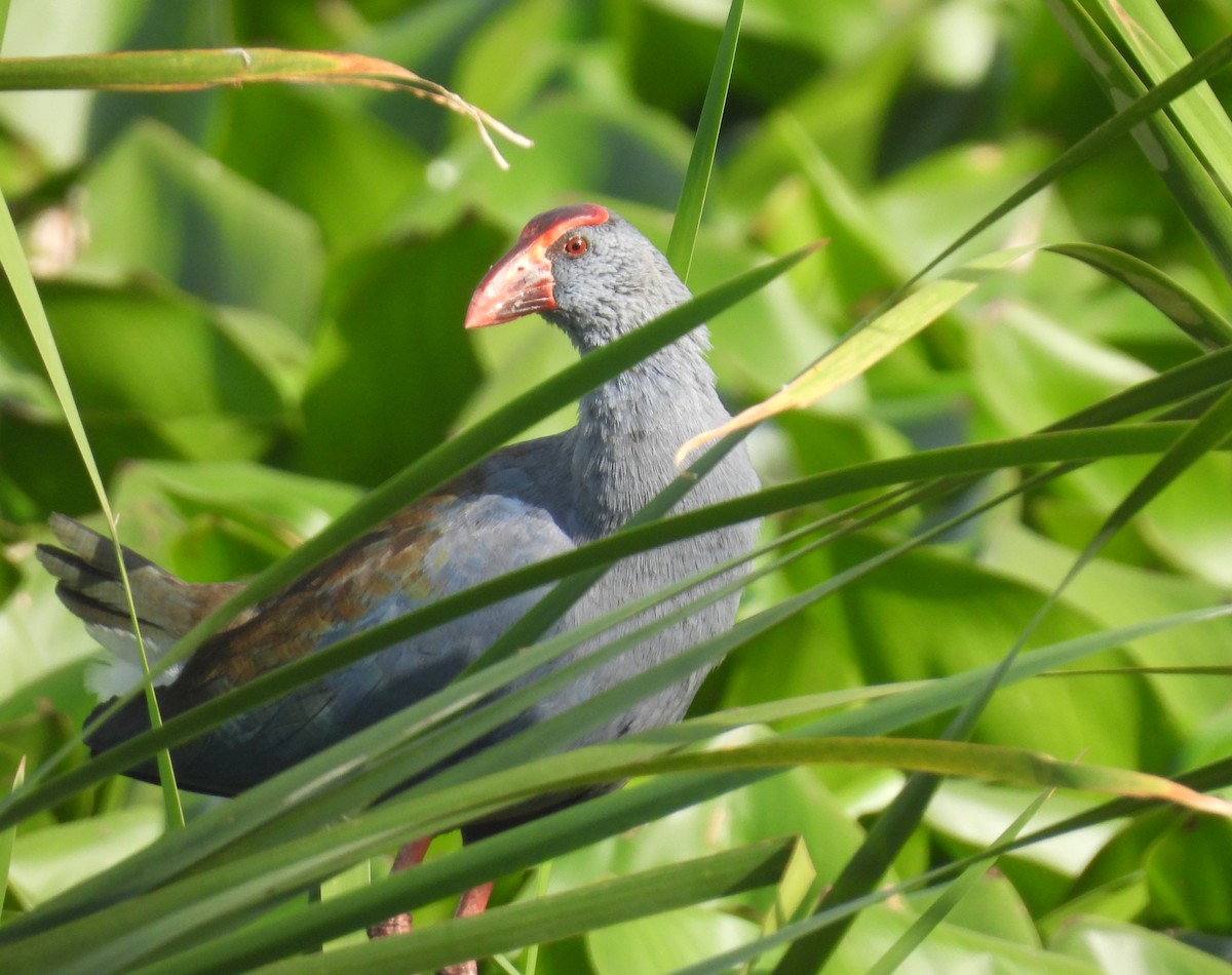 Philippine Swamphen - ML629687156