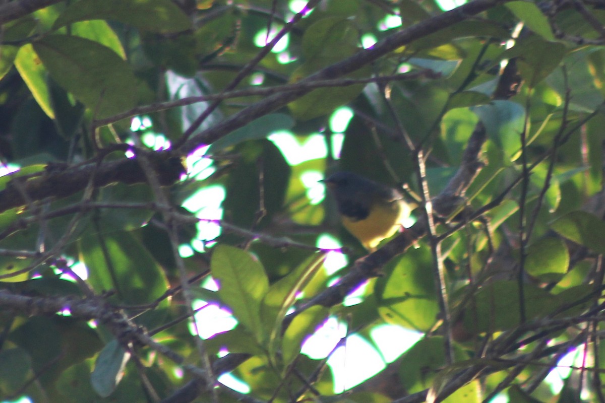 Mourning Warbler - ML629687208