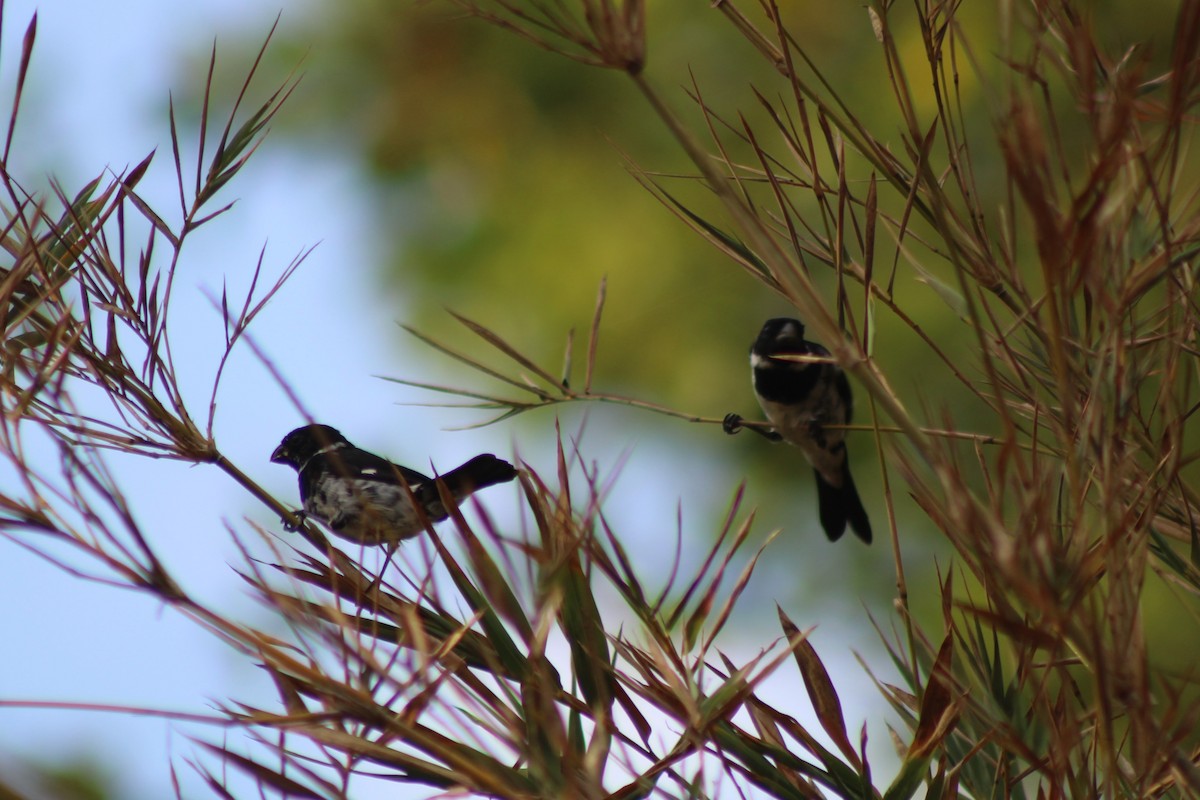 Morelet's Seedeater - ML629687216