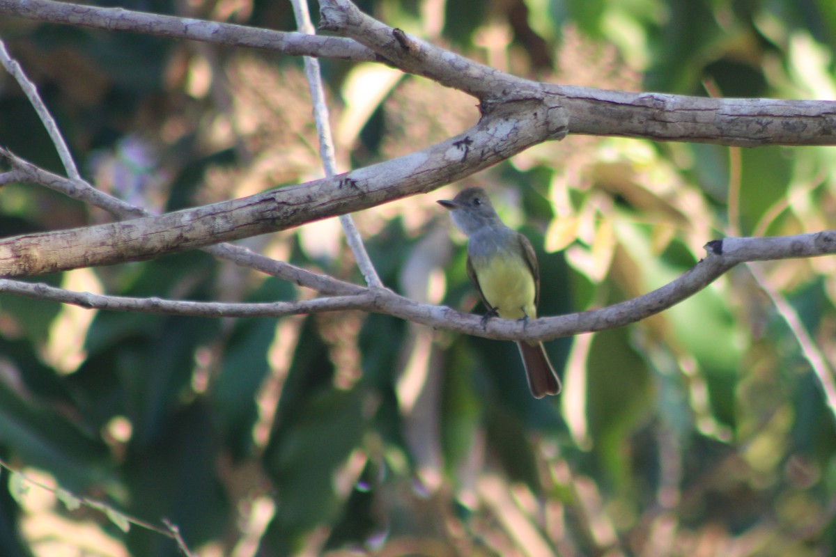 Great Crested Flycatcher - ML629687256