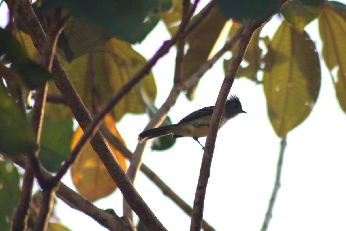 Southern Beardless-Tyrannulet - ML629687263