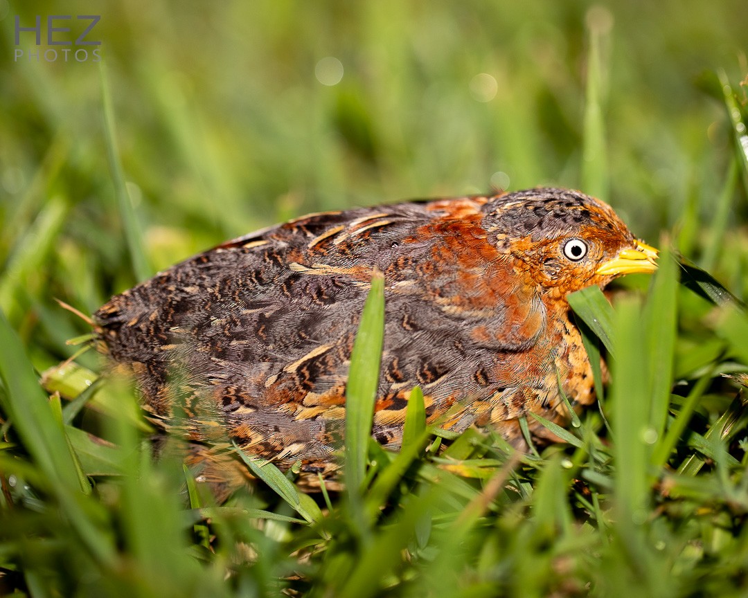 Red-backed Buttonquail - ML629687291