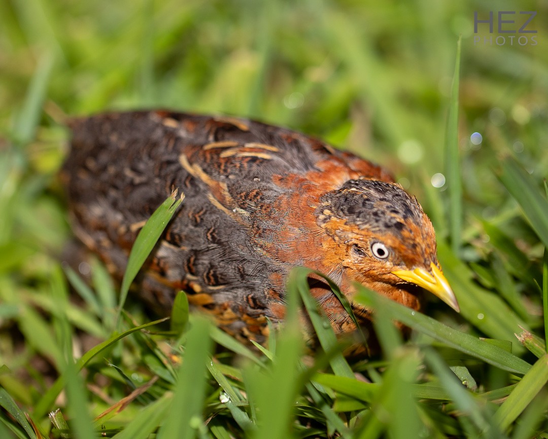 Red-backed Buttonquail - ML629687292