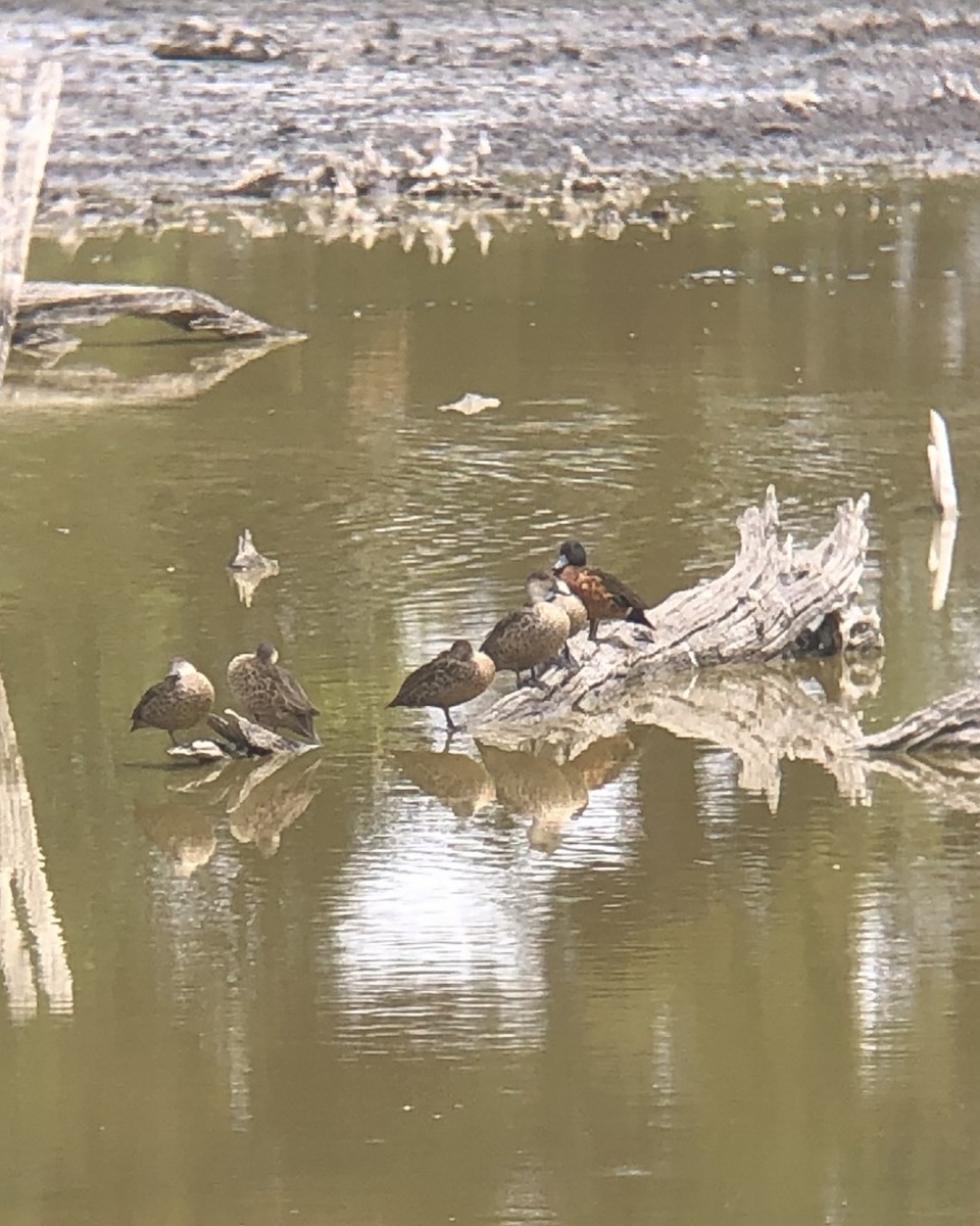 Chestnut Teal - ML629687489