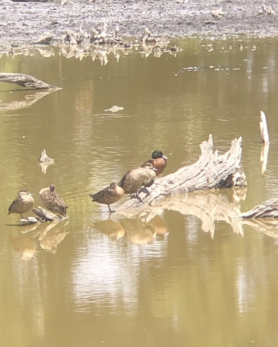 Chestnut Teal - ML629687490