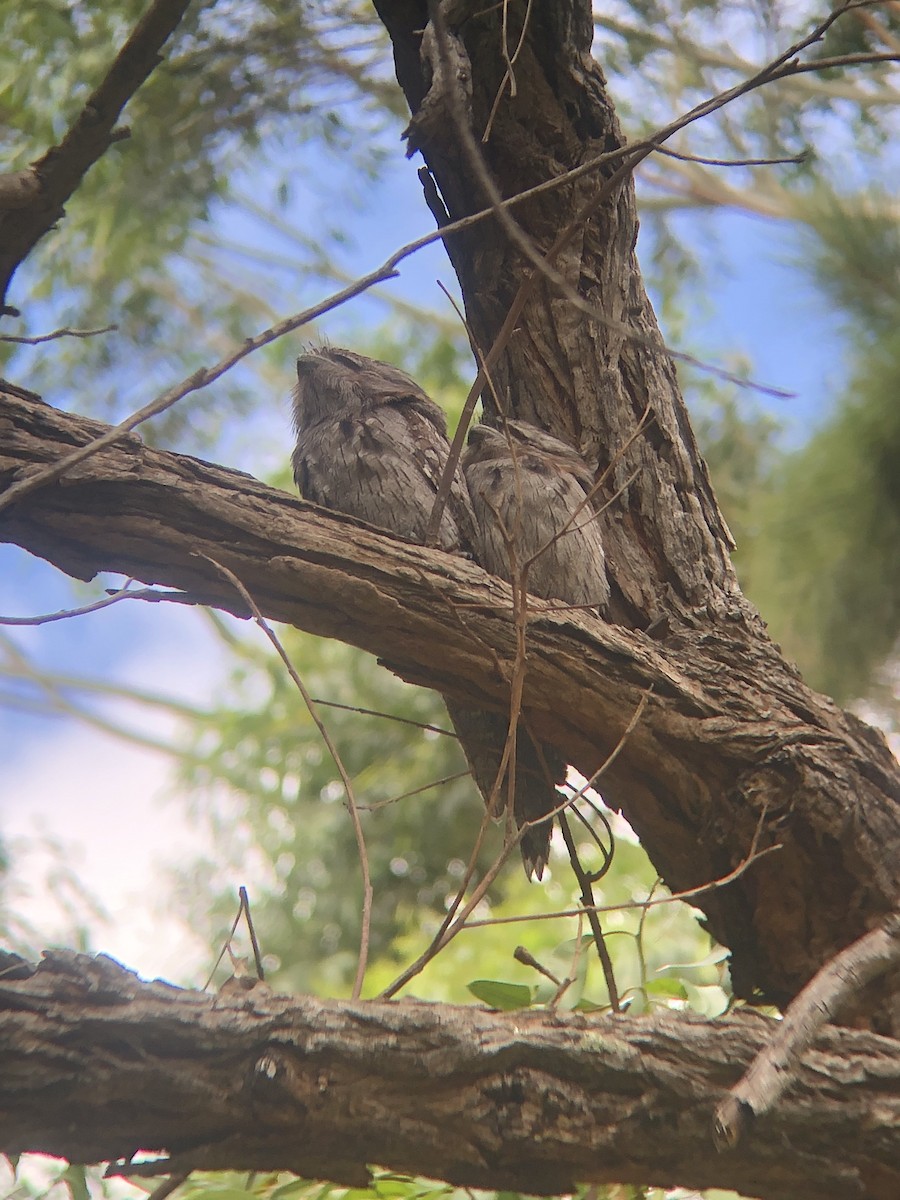 Tawny Frogmouth - ML629687492