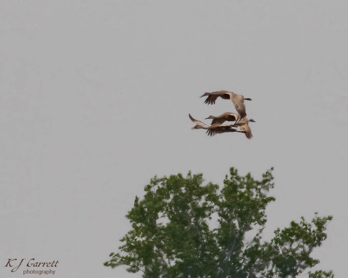 Sandhill Crane - ML629687515