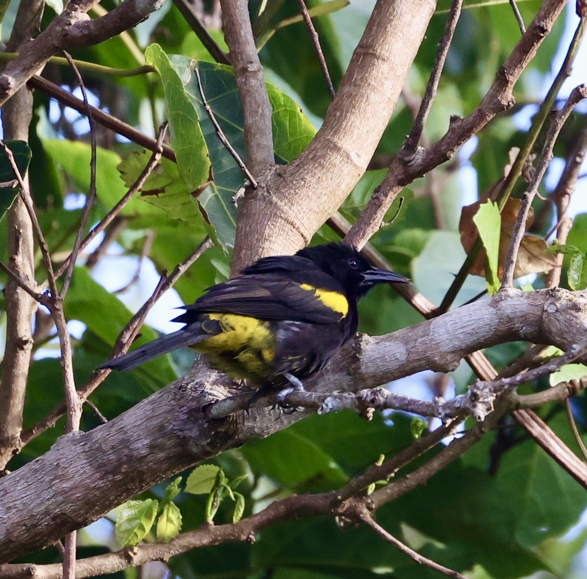 Puerto Rican Oriole - ML629687732