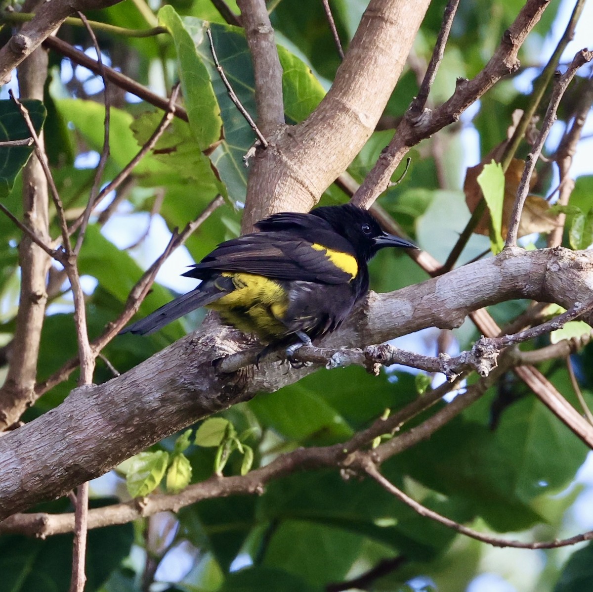 Puerto Rican Oriole - ML629687741