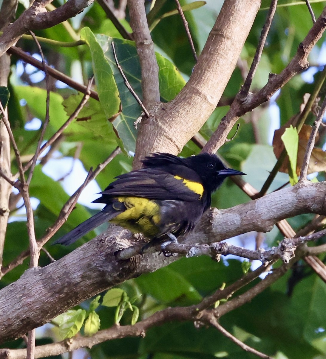 Puerto Rican Oriole - ML629687748