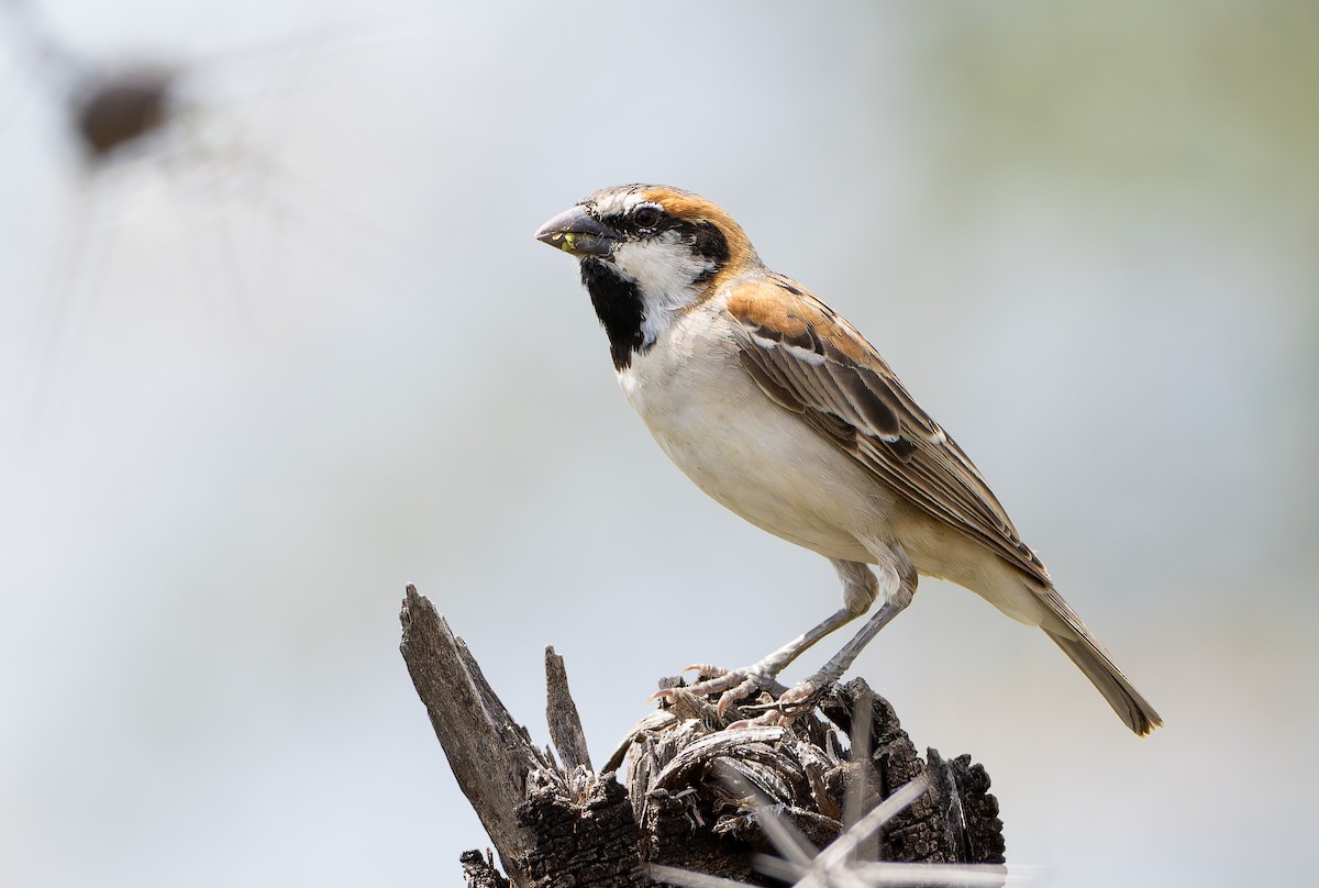 Shelley's Rufous Sparrow - ML629687835