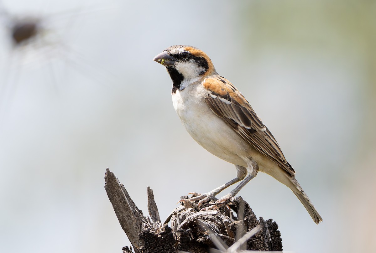 Shelley's Rufous Sparrow - ML629687836