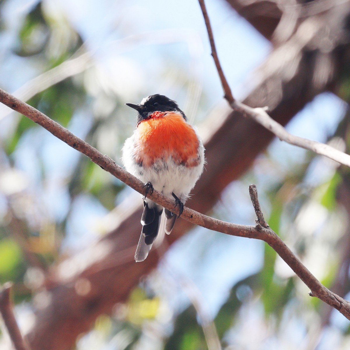 Scarlet Robin - ML629688384