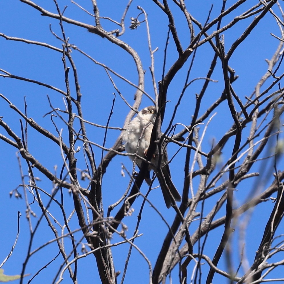 Brown-headed Honeyeater - ML629688385