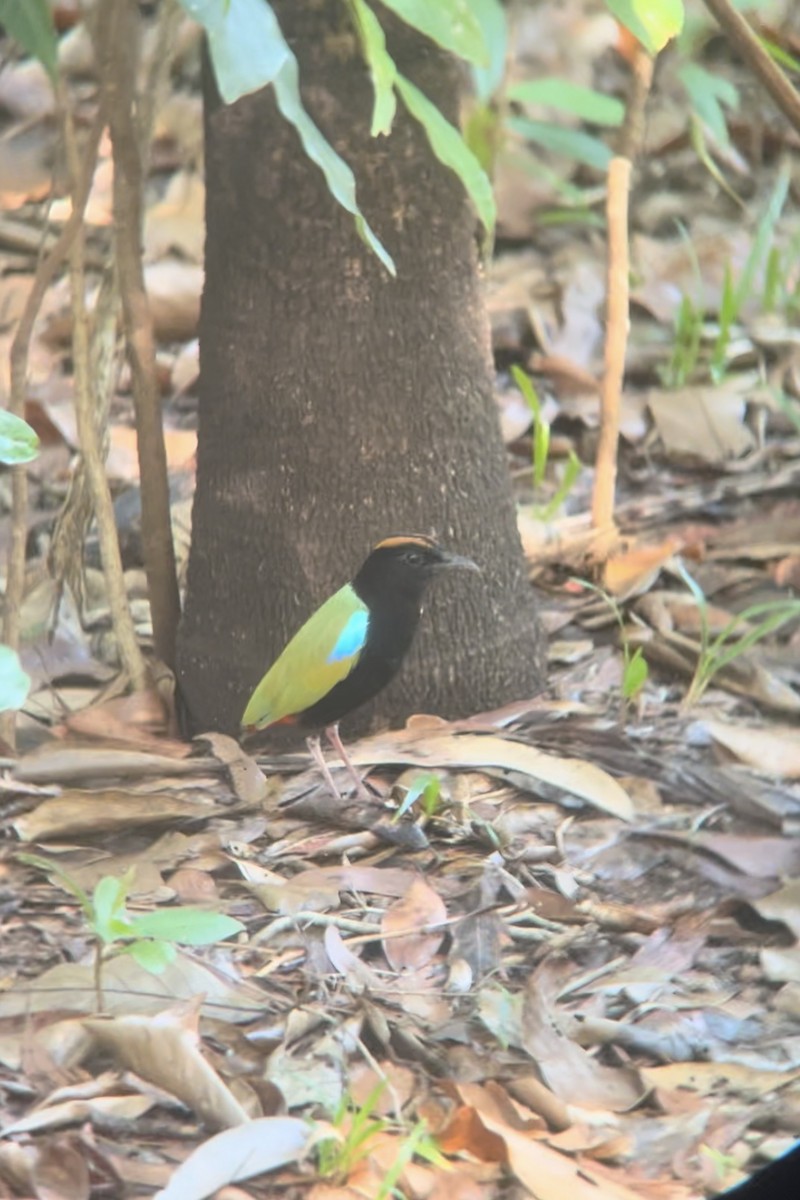 Rainbow Pitta - ML629688540