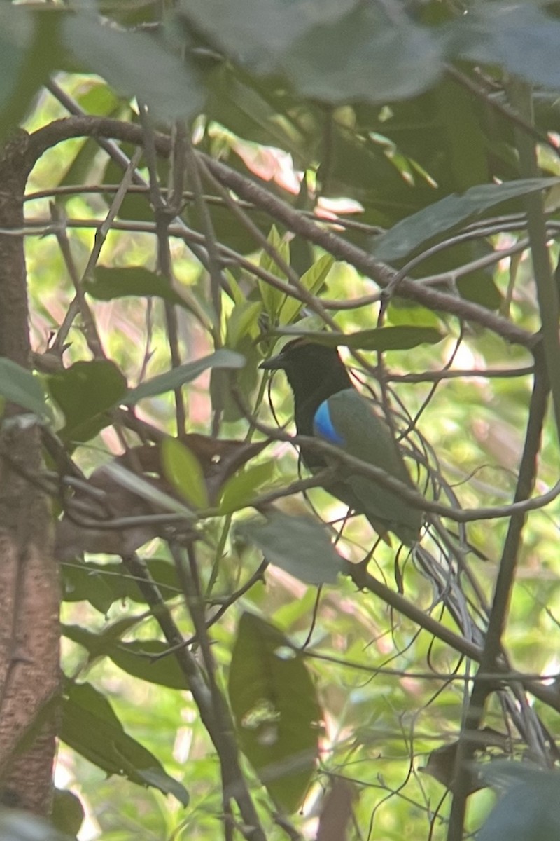 Rainbow Pitta - ML629688541