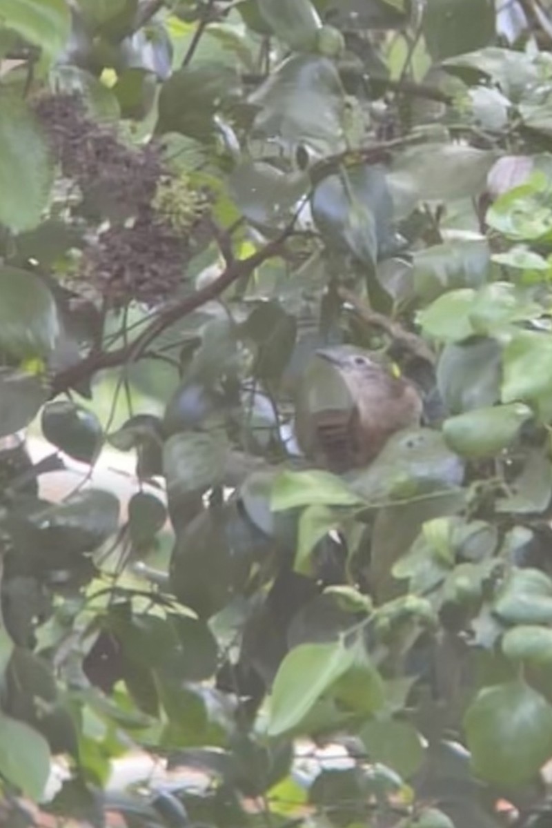 Arafura Shrikethrush - ML629688543