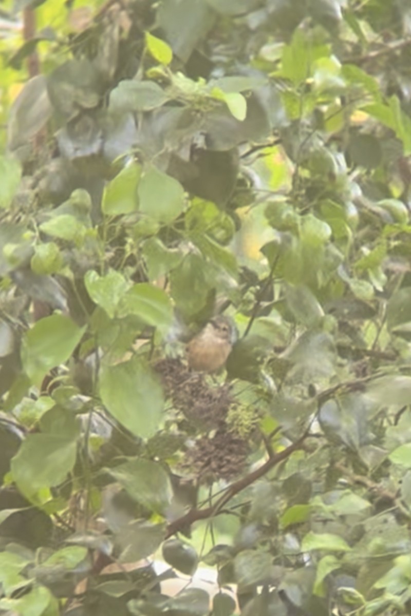 Arafura Shrikethrush - ML629688544