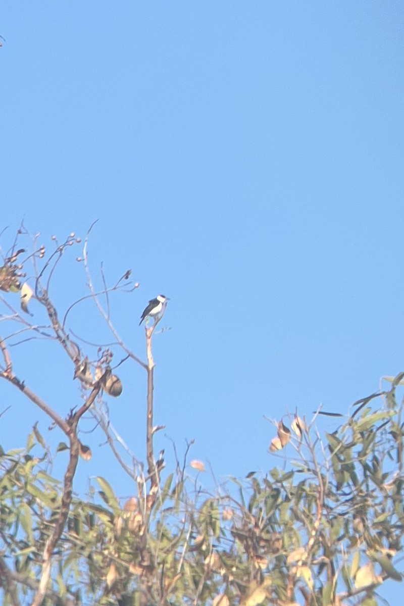 Banded Honeyeater - ML629688555