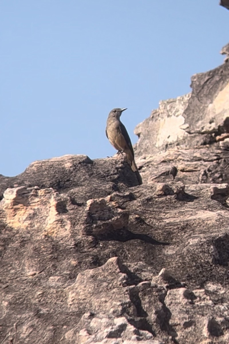 Sandstone Shrikethrush - ML629688562