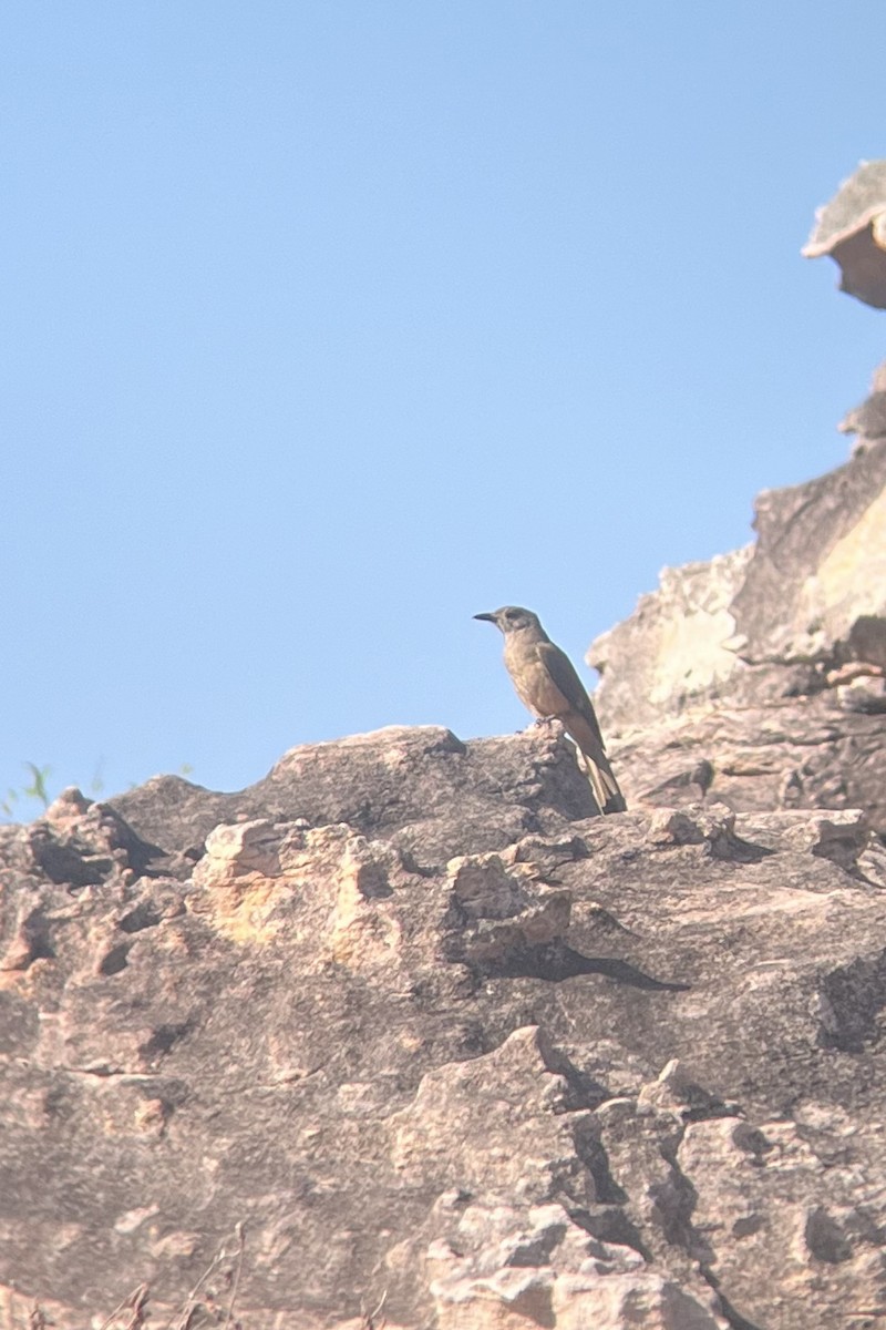 Sandstone Shrikethrush - ML629688563