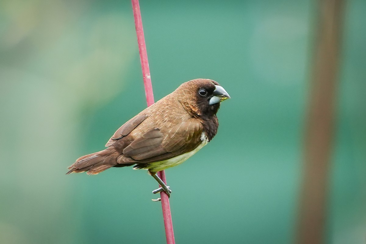 Javan Munia - ML629688574