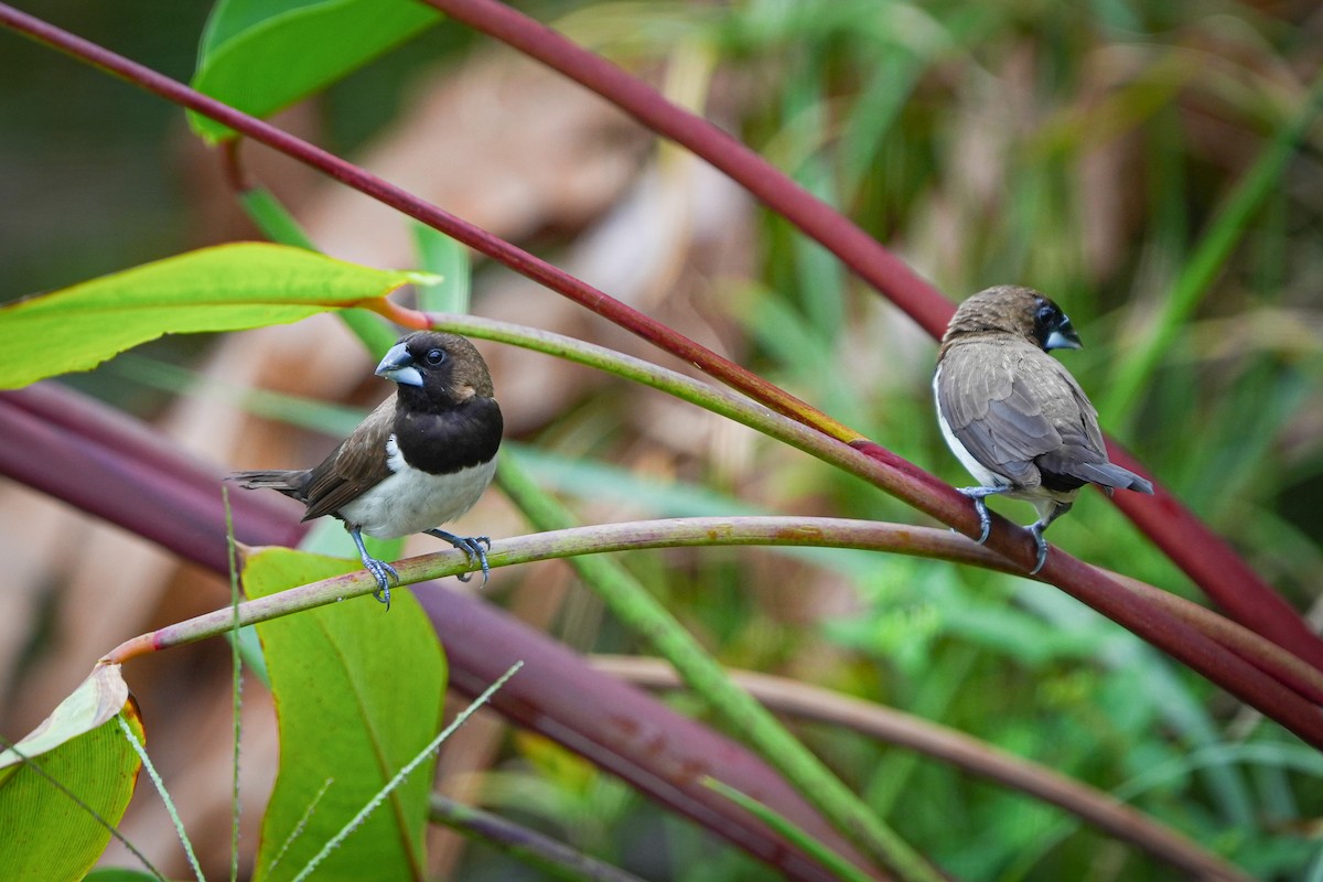 Javan Munia - ML629688575