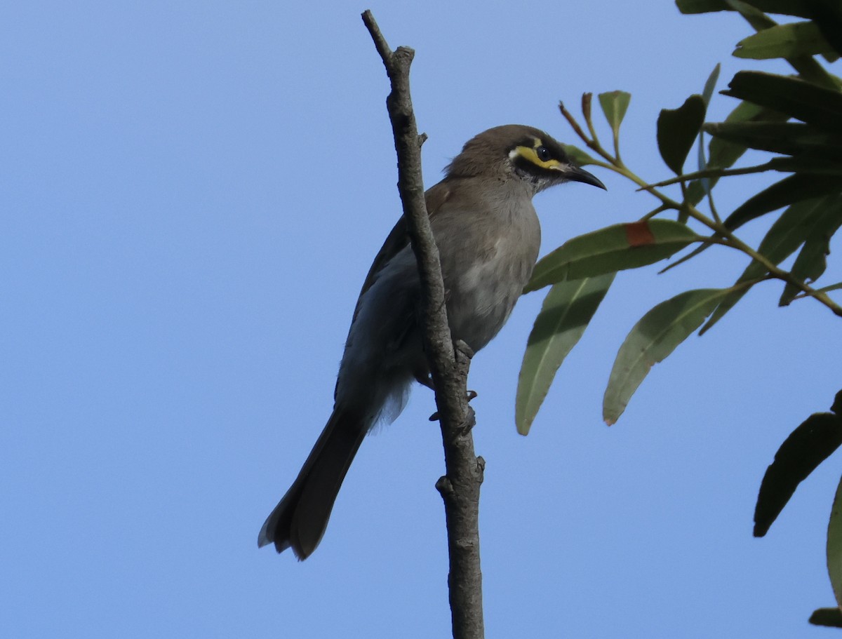 Yellow-faced Honeyeater - ML629688779
