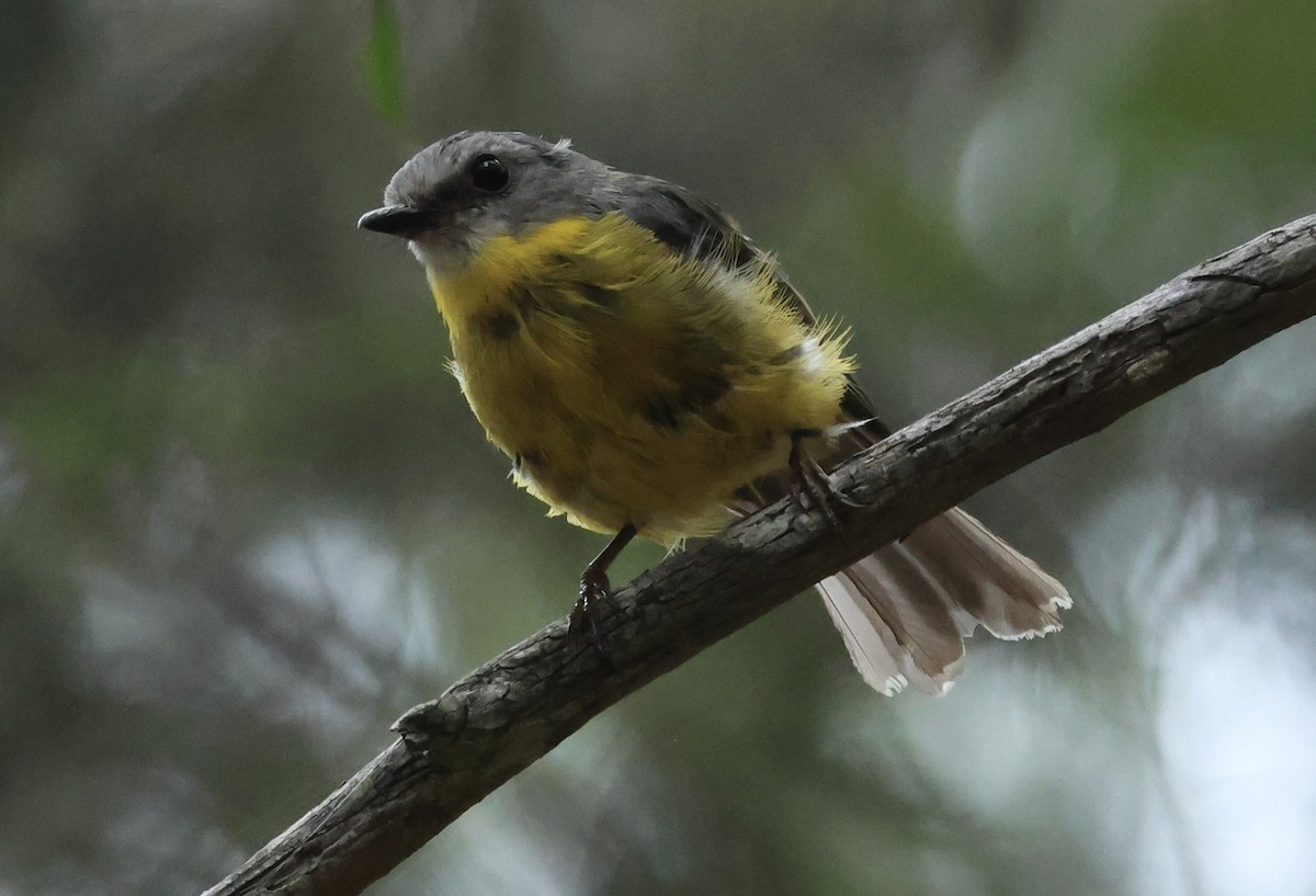 Eastern Yellow Robin - ML629688782