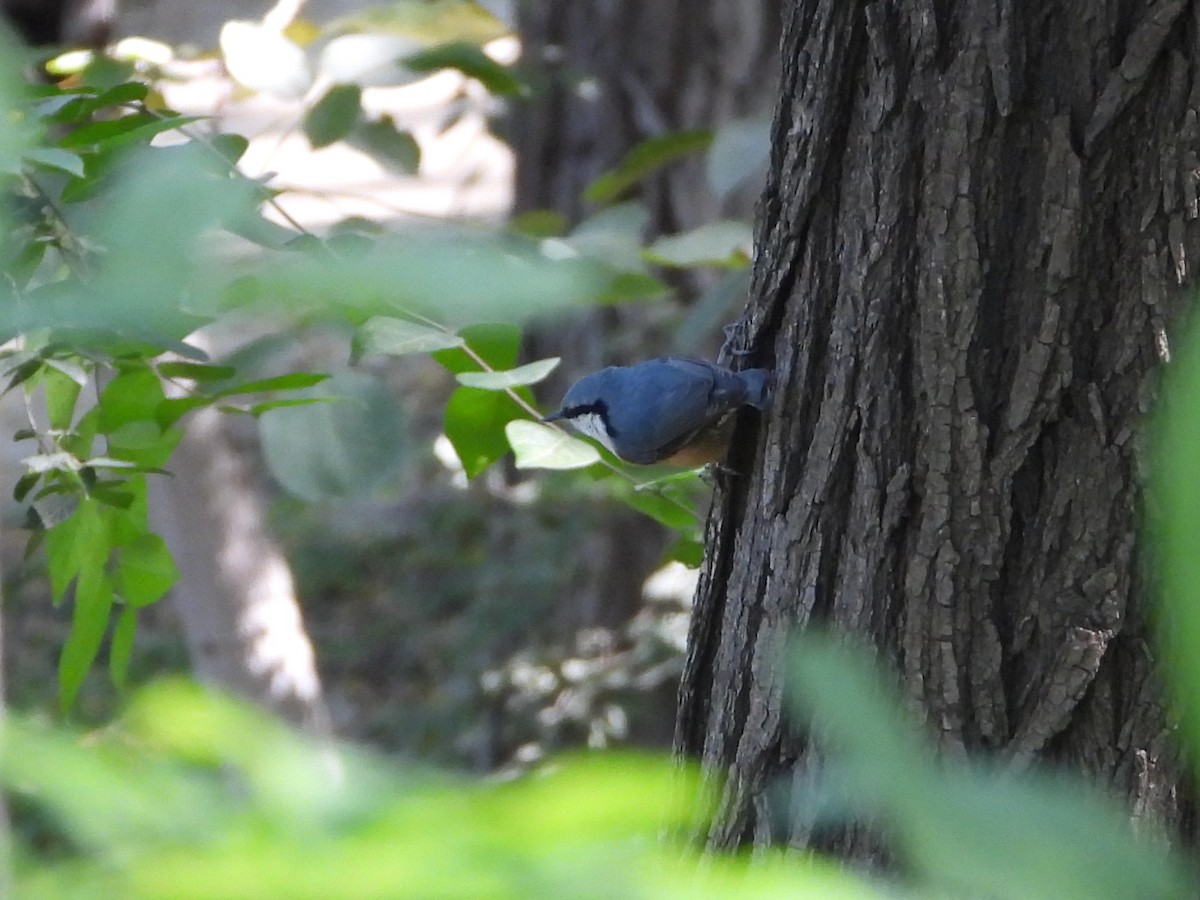 Eurasian Nuthatch (Buff-bellied) - ML629688807