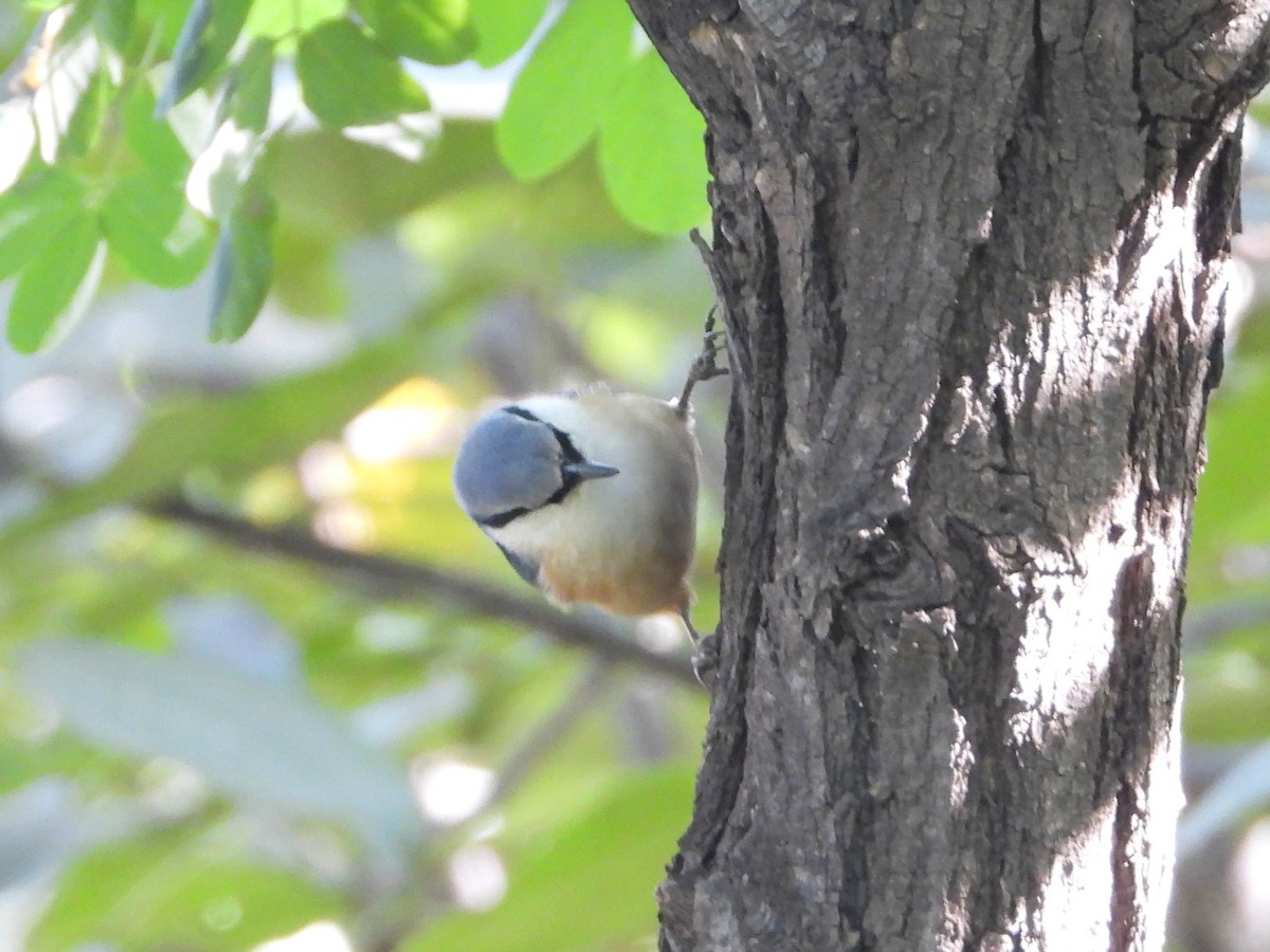 Eurasian Nuthatch (Buff-bellied) - ML629688808