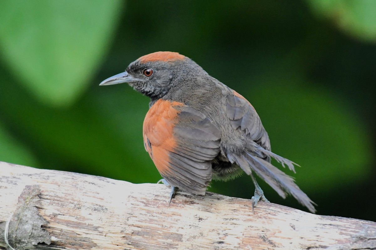 Slaty Spinetail - ML629688949