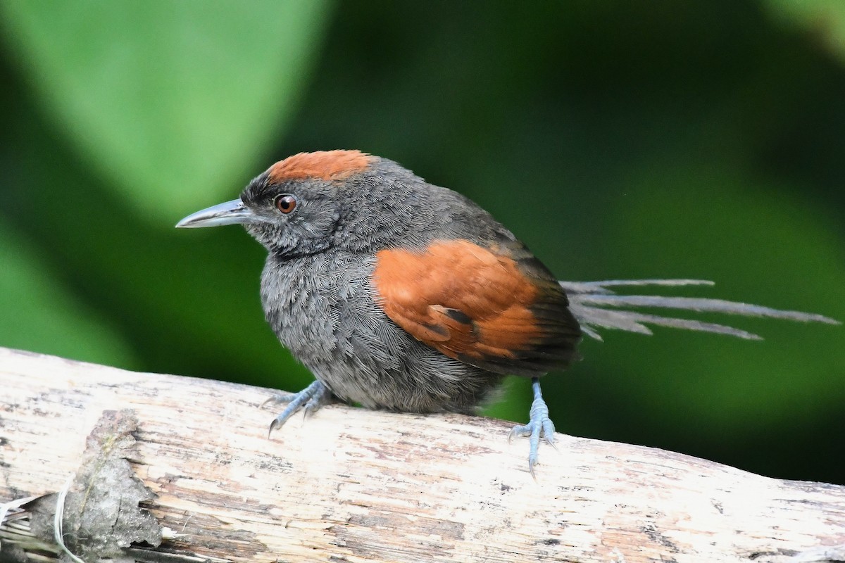 Slaty Spinetail - ML629688950