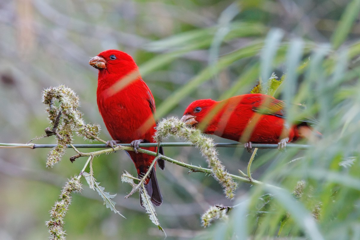 Scarlet Finch - ML629689165