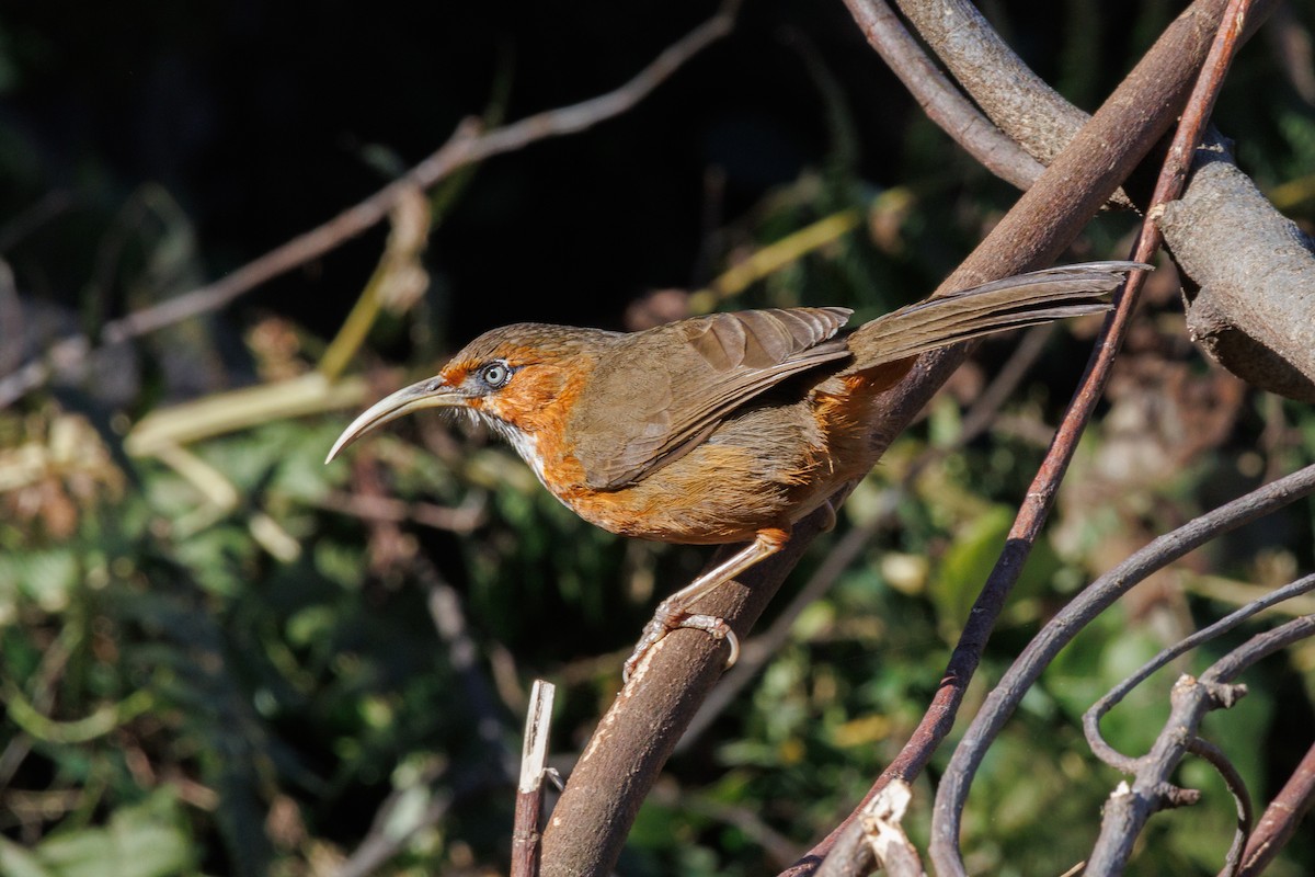 Rusty-cheeked Scimitar-Babbler - ML629689173