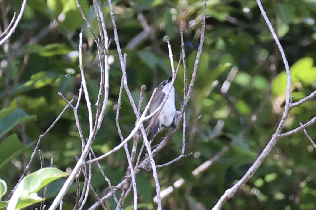 Plain Gerygone - ML629689468