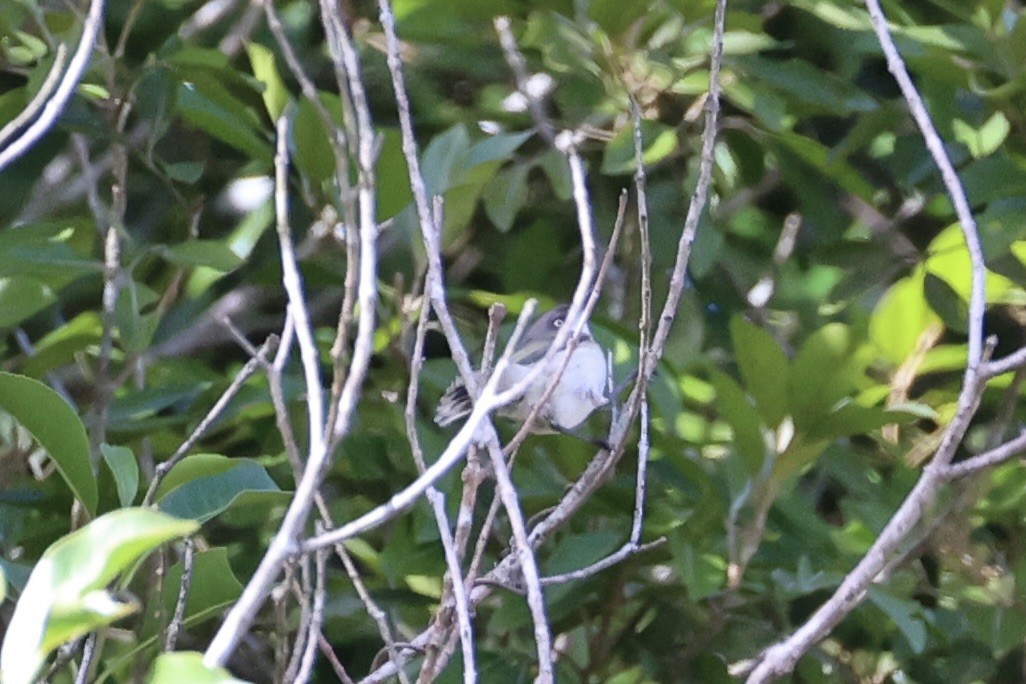 Plain Gerygone - ML629689469