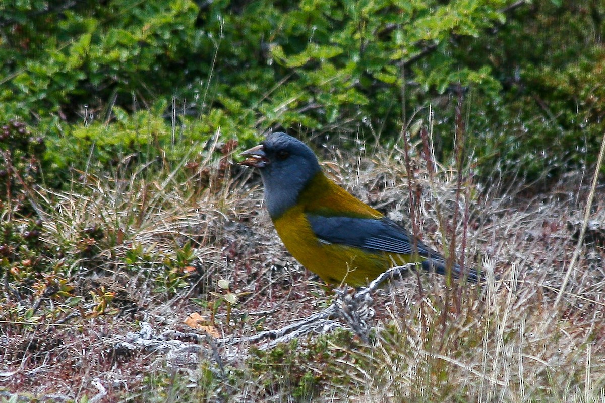 Patagonian Sierra Finch - ML629689511