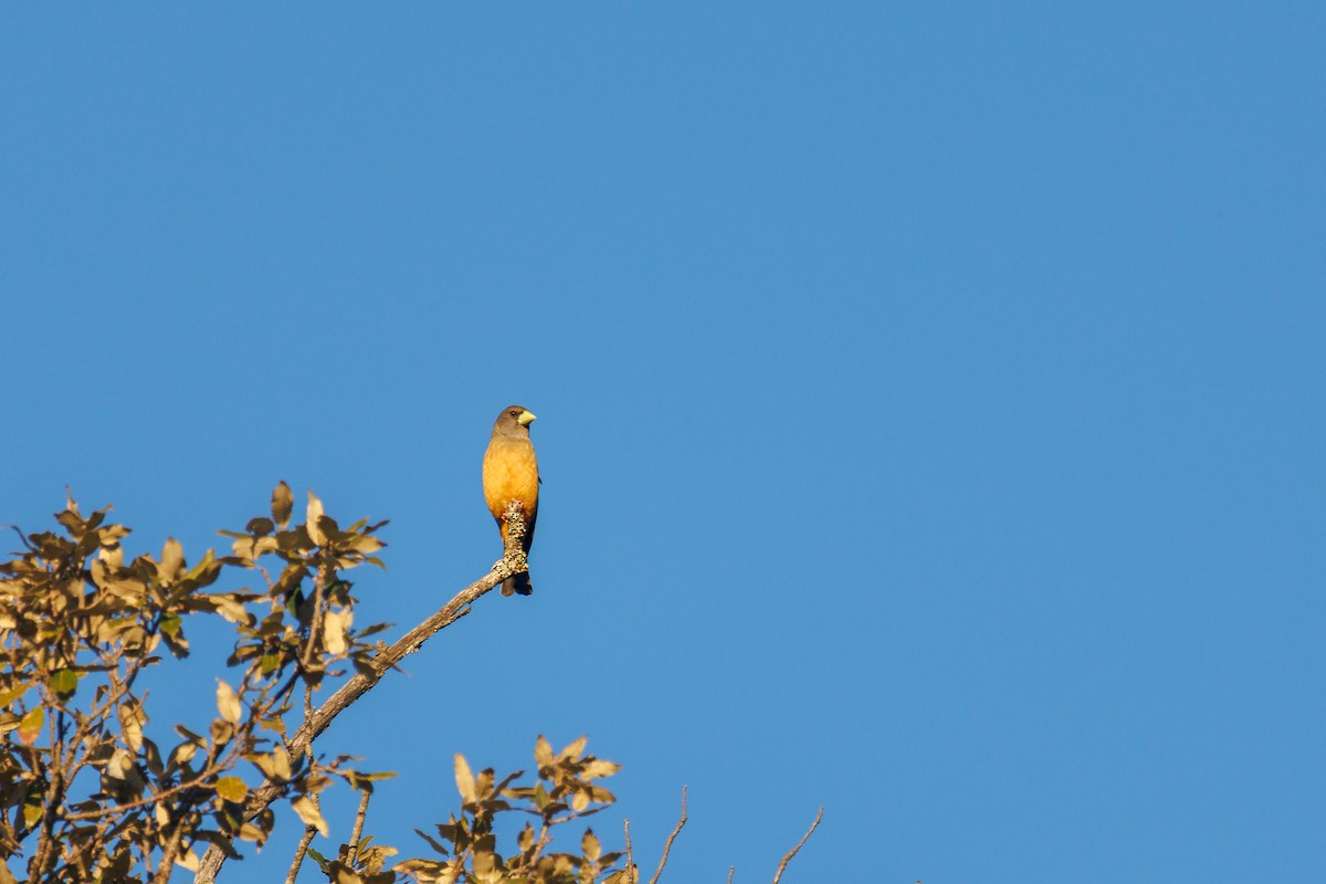 Black-and-yellow Grosbeak - ML629689704
